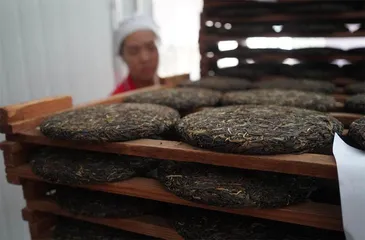 云上古村  百年茶树发新芽