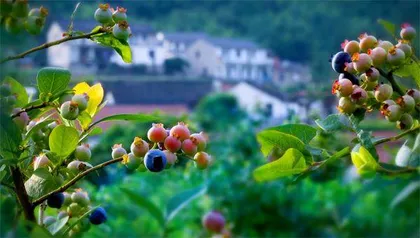 小蓝莓富了上下文村