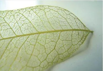 制作叶脉标本