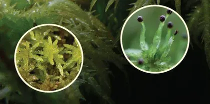 泥炭藓：小而强的生态守护者