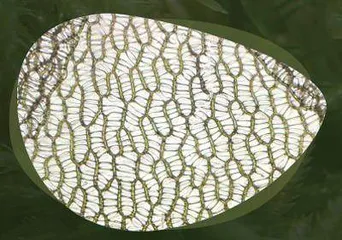 泥炭藓:小而强的生态守护者1