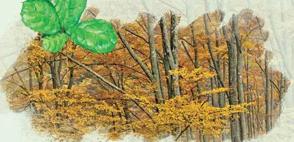 光雾山-诺水河地质、水文与生态的自然画卷8