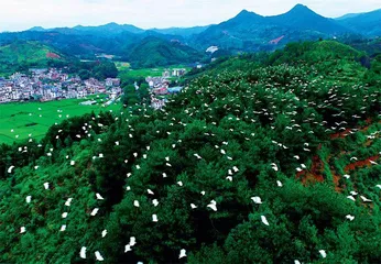 护好东江源头水   走好绿色发展路2