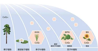 辅酶Q10水稻诞生记3