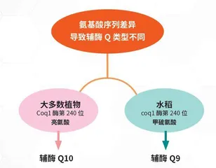 辅酶Q10水稻诞生记4