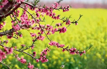 “赏花经济”拓展县域文旅新图景：颜值“变现”  产业蝶变