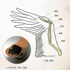 上古音乐的记忆