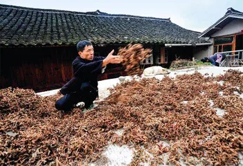 大山深处的非遗苗医药传承人3