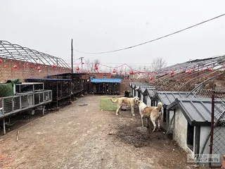 流量世界里的“恶犬集中营”2