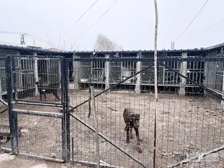 流量世界里的“恶犬集中营”3