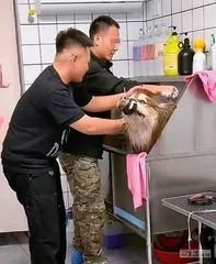 流量世界里的“恶犬集中营”4