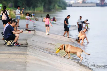 流量世界里的“恶犬集中营”5