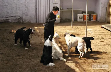 流量世界里的“恶犬集中营”6