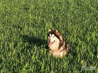 流量世界里的“恶犬集中营”7