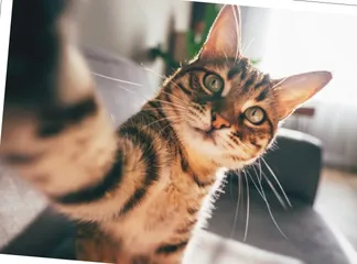 与猫