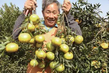 大红柑普,冬日里的一抹暖润甜香1