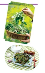 春天的野菜江湖0