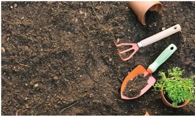 自然小侦探：科学教育与幼儿认知启蒙
