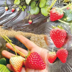 春日馈赠1