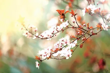 掐花的哲学
