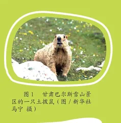 土拨鼠会传播鼠疫吗 