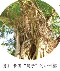小叶榕为什么会长“胡子”