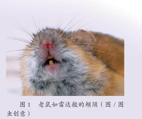 从粮仓“神偷”到实验室“顶流”