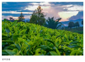 普洱茶史志材料的多维度挖掘及文化特征