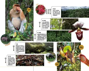 探秘姆鲁:走进雨林与洞穴的奇幻世界1