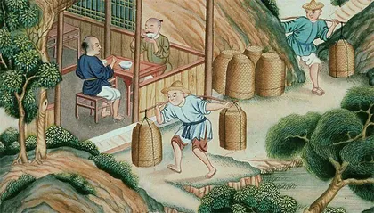 白茶饼里的门道3