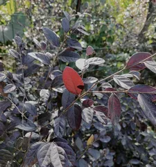 粉碎性日照5