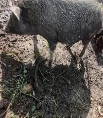 粉碎性日照8