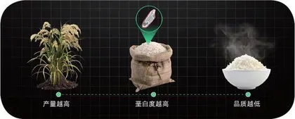 大米为什么变难吃了?5
