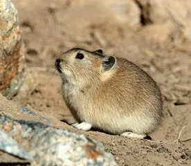 喜马拉雅旱獭：还吃？“看”你们来啦！5