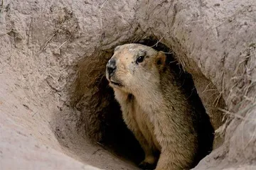 喜马拉雅旱獭：还吃？“看”你们来啦！7