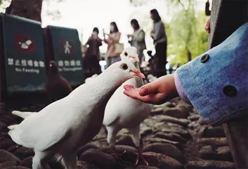 藏在城市里的公园5
