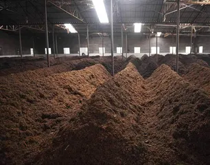 金针普洱：荷香莲韵，滋味甘甜