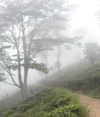 那科勒斯保护林地：薄雾缭绕之山6