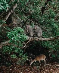 屋久岛：与自然依存千年的离岛时光
