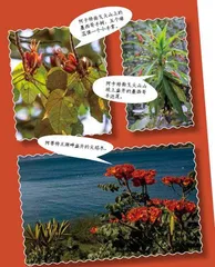 中美洲火山巡礼3