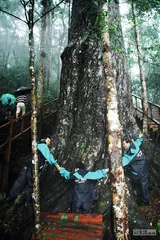 海南热带雨林物种