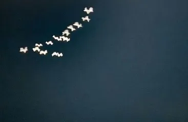日本的阴阳6