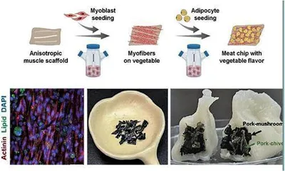 蔬菜上也能“长肉”?科学家用具有天然仿生微结构的植物支架培育人造肉1