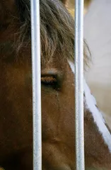 法兰德斯,乘风破浪的布拉班特马3