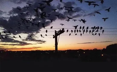 鹦鹉来袭!