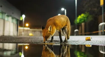 水洼:消失的小微水体2