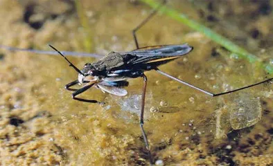水洼:消失的小微水体3