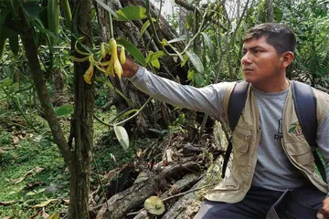 亚马孙原住民：人工授粉拯救濒危香草