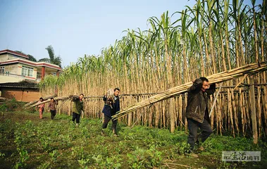 蔗糖：甜城与甜食消费爆发