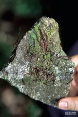 武夷山，一场物种多样性的自然教育之旅10